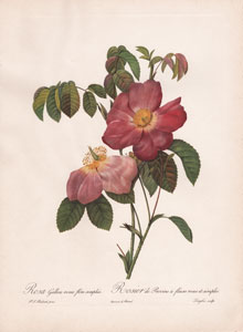 Rosa Gallica rosea flore simplici
Rosier de Provins a fleurs roses et simples 